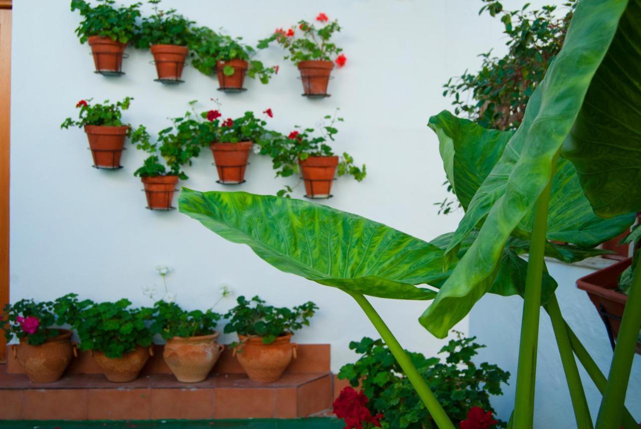 Hostal Batato Vejer de la Frontera Exteriér fotografie
